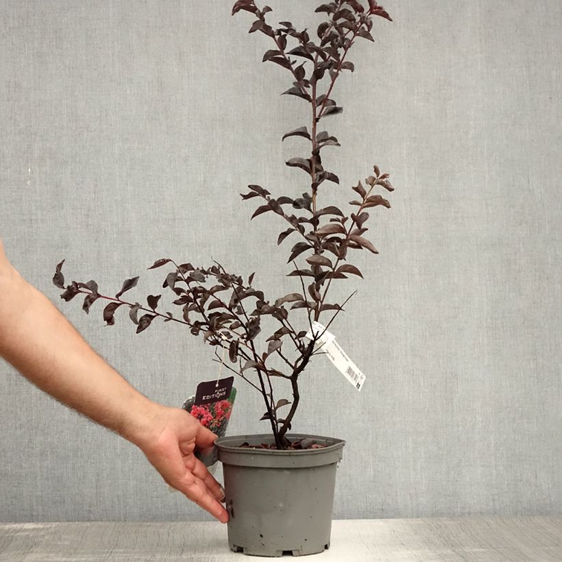 Esemplare di Lagerstroemia Midnight Magic - Mirto crespo Vaso da 3L/4LAltezza consegnata circa 40/60cm consegnato in estate