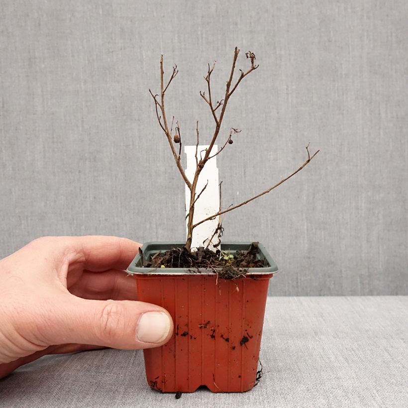 Lagerstroemia Virgin With Love - Mirto crespo Vasetto da 8/9 cm esemplare consegnato in inverno