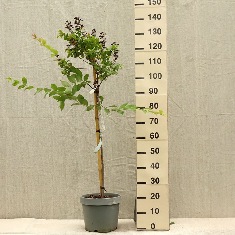 Esemplare di Lagerstroemia White Chocolate - Mirto crespo Vaso da 7,5L/10L consegnato in estate