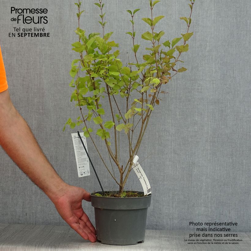 Esemplare di Syringa meyeri Flowerfesta Purple - Lillà nano Vaso da 3L/4L consegnato in estate