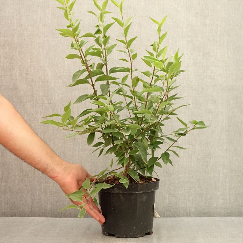 Esemplare di Syringa chinensis Saugeana - Lillà Vaso da 2L/3L consegnato in estate