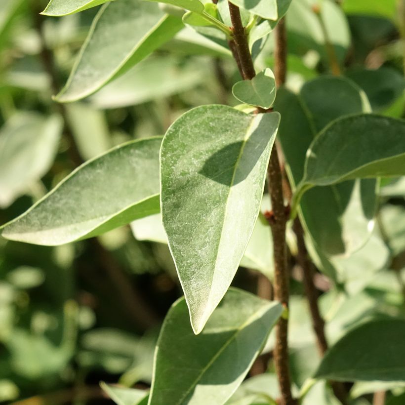 Syringa chinensis Saugeana - Lillà (Fogliame)