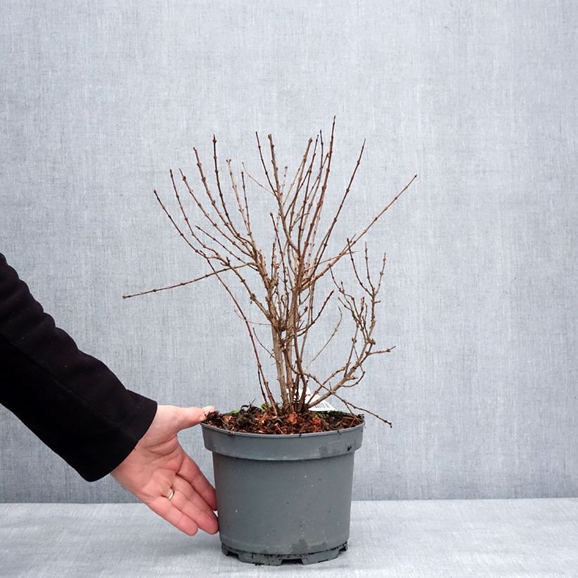 Syringa protolaciniata Kabul - Lillà Vaso da 3L/4L esemplare consegnato in inverno