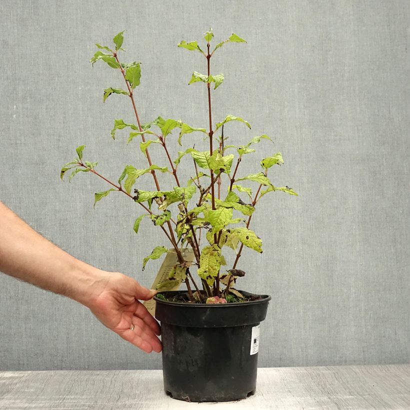 Esemplare di Syringa villosa Aurea - Lillà dorato Vaso da 4L/5L consegnato in estate