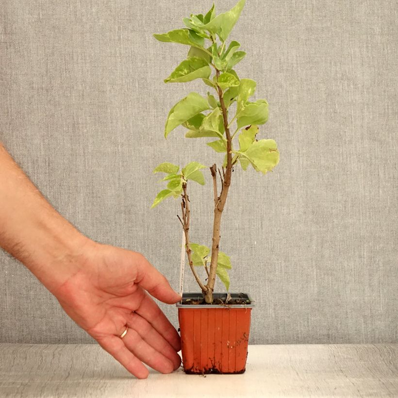 Esemplare di Lillà comune Aucubaefolia Vasetto da 8/9 cm consegnato in estate