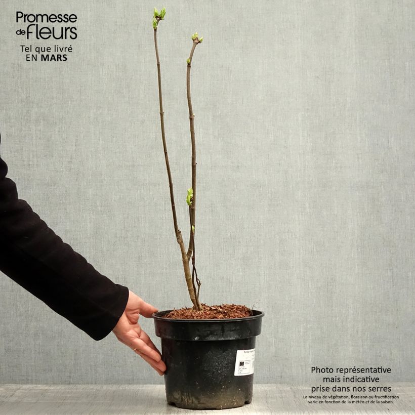 Lillà comune Charles Joly Vaso da 3L/4L esemplare consegnato in primavera