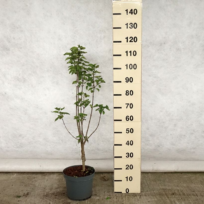 Esemplare di Lillà comune Souvenir de Louis Spaeth Vaso da 7,5L/10L consegnato in estate
