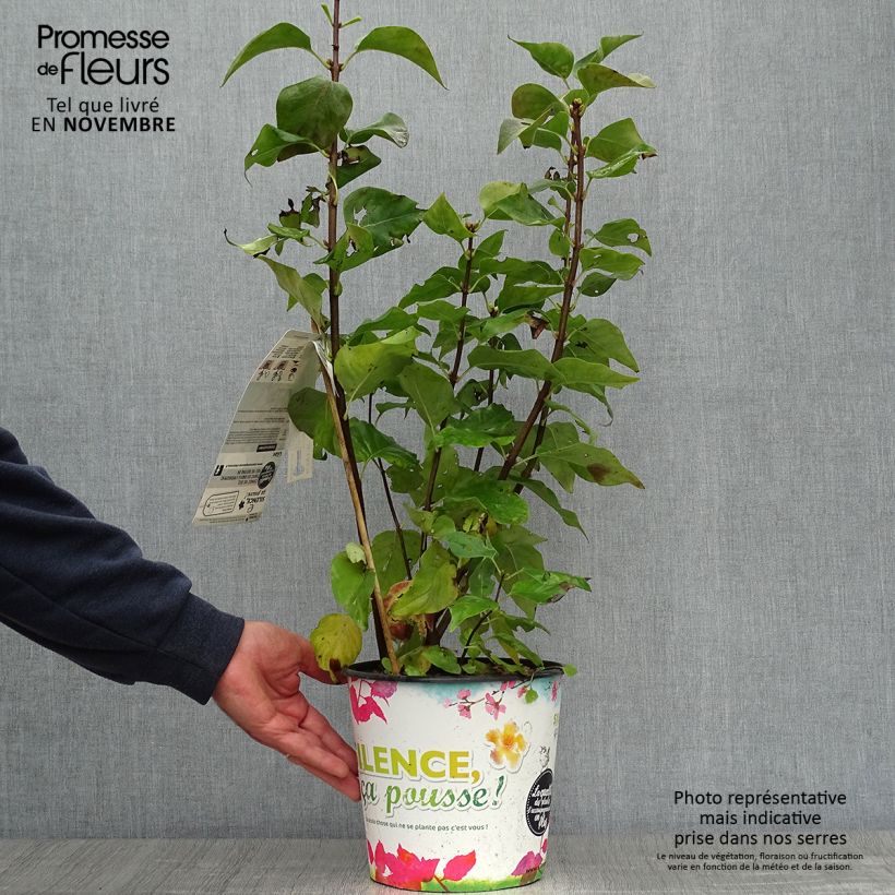 Esemplare di Lillà comune Zhemchuzhina Vaso da 4L/5L come consegnato in autunno