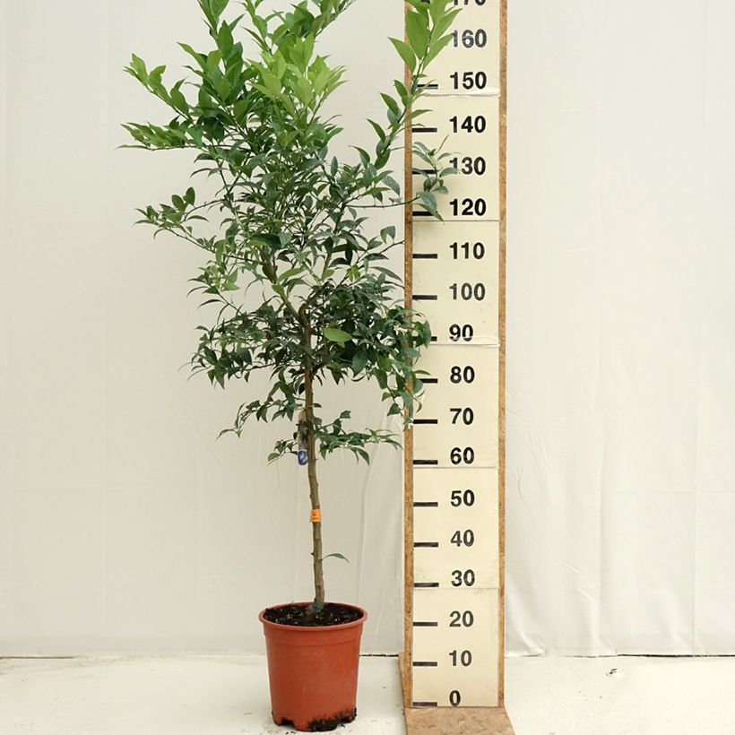 Esemplare di Citrus floridana - Limequat Vaso da 7,5L/10L, Vaso impalcato medio consegnato in estate