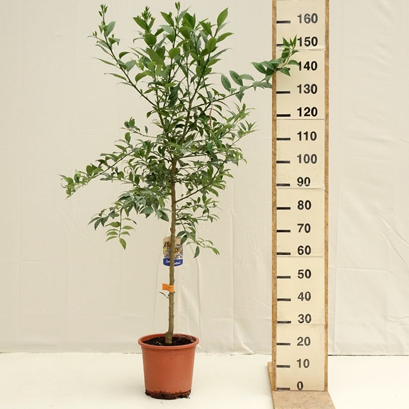 Citrus floridana - Limequat Vaso da 7,5L/10L, Vaso impalcato medio esemplare consegnato in primavera