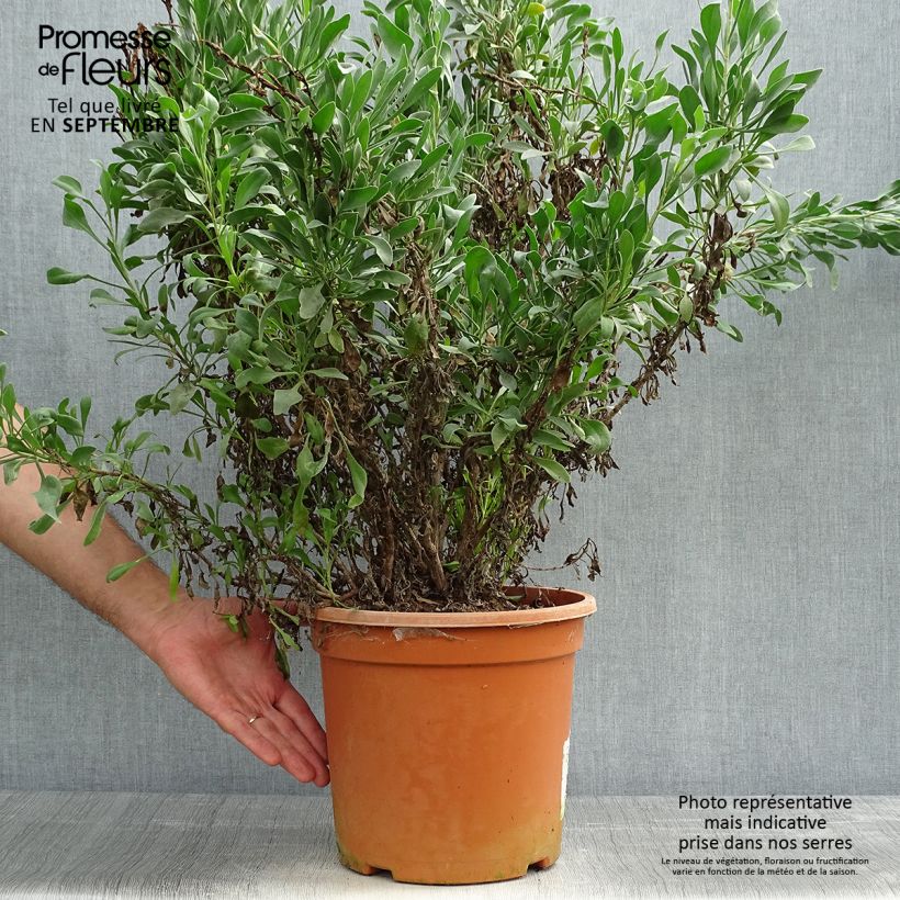 Esemplare di Limoniastrum monopetalum Vaso da 7,5L/10L come consegnato in autunno
