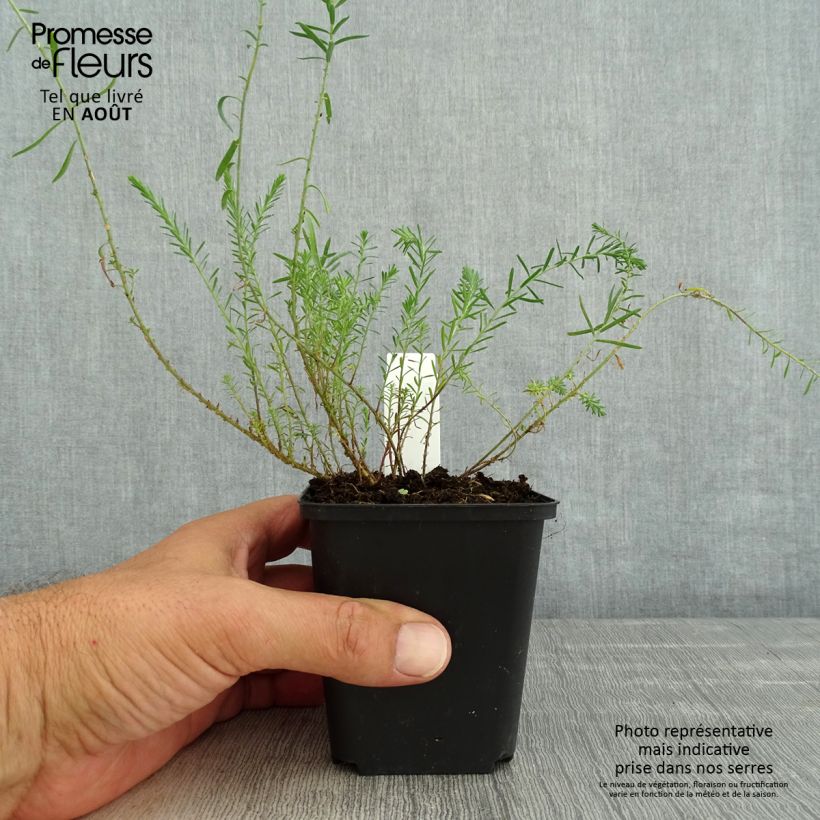 Esemplare di Limonium gmelinii Dazzle Rocks Vasetto da 8/9 cm consegnato in estate
