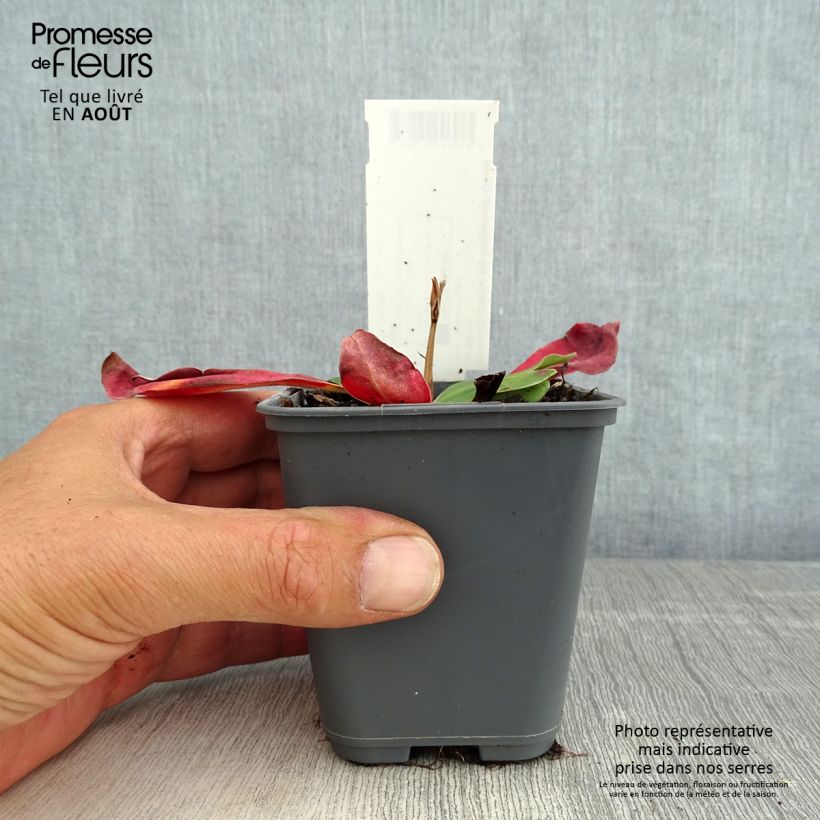 Esemplare di Limonium gmelinii ssp hungaricum Vasetto da 8/9 cm consegnato in estate