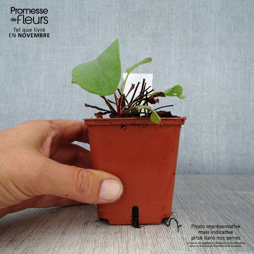 Esemplare di Limonium perezzi Vasetto da 8/9 cm come consegnato in autunno