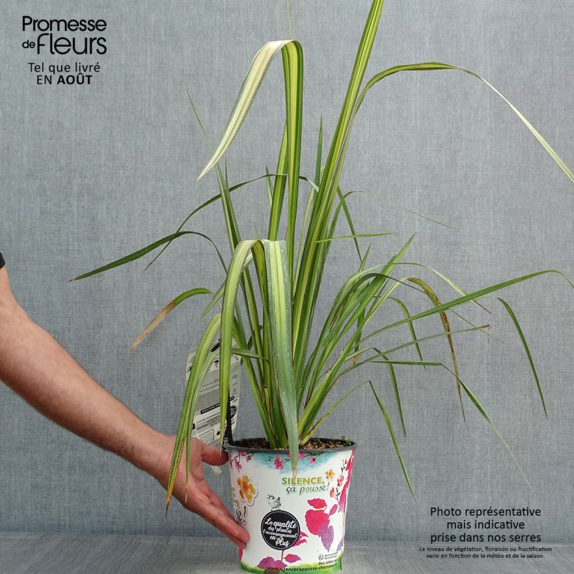 Esemplare di Phormium Apricot Queen - Lino della Nuova Zelanda Vaso da 3L/4L consegnato in estate