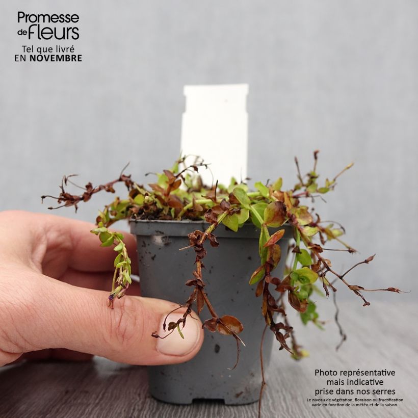 Esemplare di Lindernia grandiflora Vasetto da 8/9 cm come consegnato in autunno