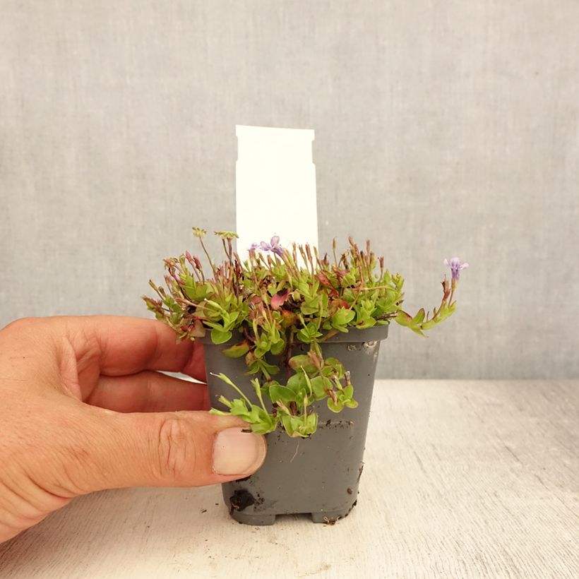 Esemplare di Lindernia grandiflora Vasetto da 8/9 cm consegnato in estate