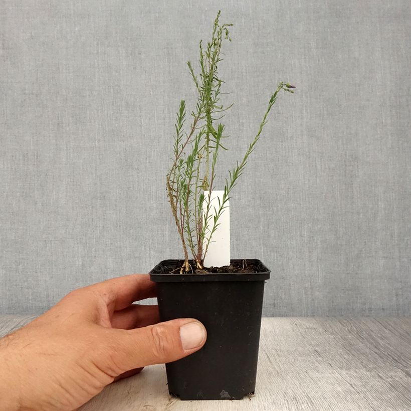 Esemplare di Linum perenne Saphir - Lino perenne Vasetto da 8/9 cm consegnato in estate