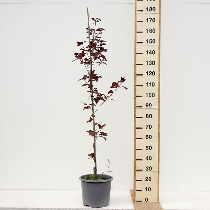 Liquidambar formosana Vaso da 12L/15L esemplare consegnato in primavera