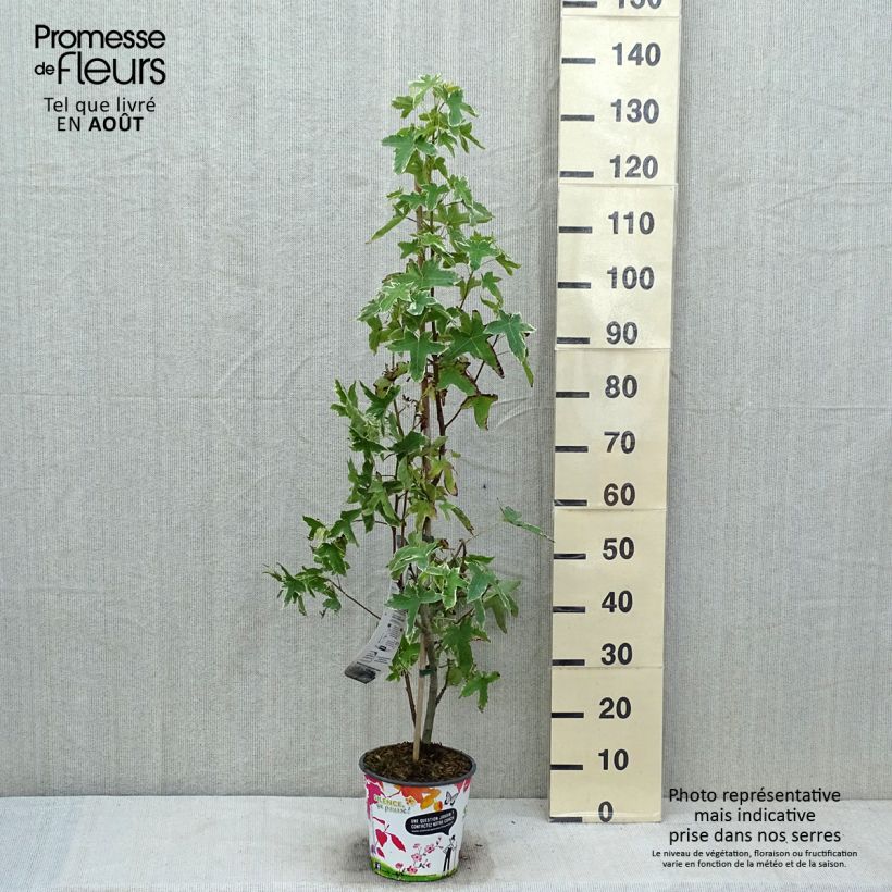 Esemplare di Liquidambar styraciflua Albomarginata Manon - Storace americano Vaso da 4L/5L consegnato in estate