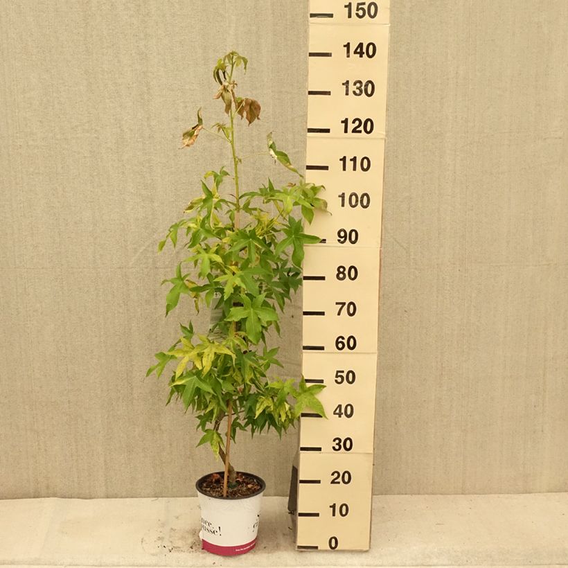 Esemplare di Liquidambar styraciflua Aurea - Storace americano Vaso da 4L/5L consegnato in estate