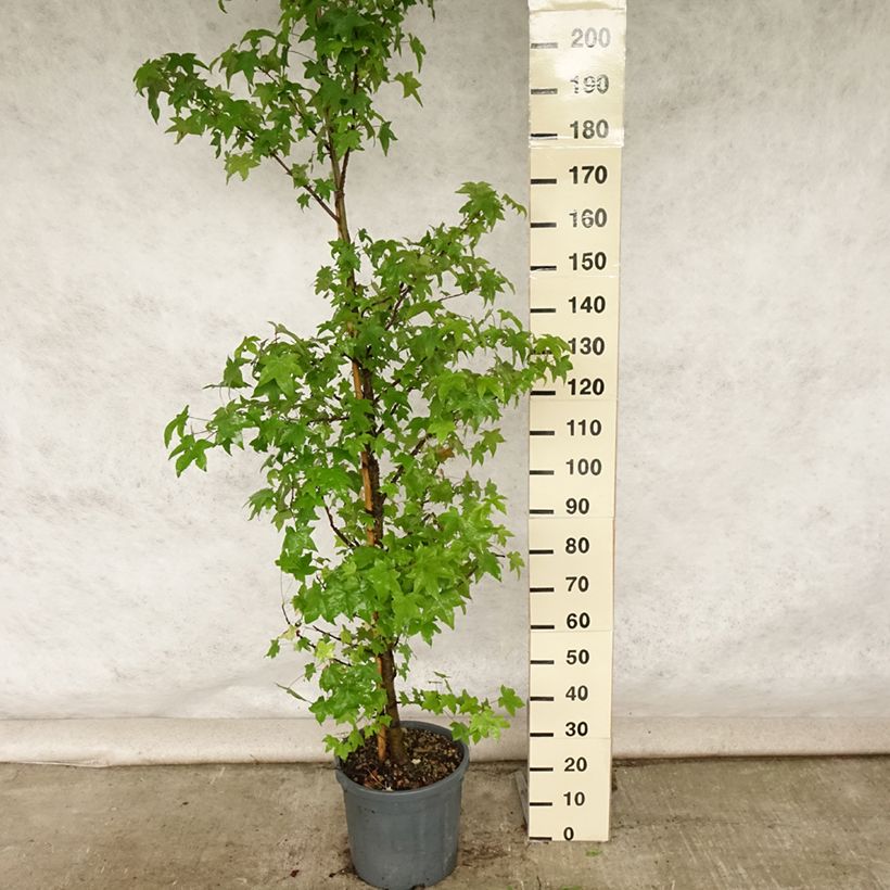 Esemplare di Liquidambar styraciflua - Storace americano Vaso da 7,5L/10L consegnato in estate