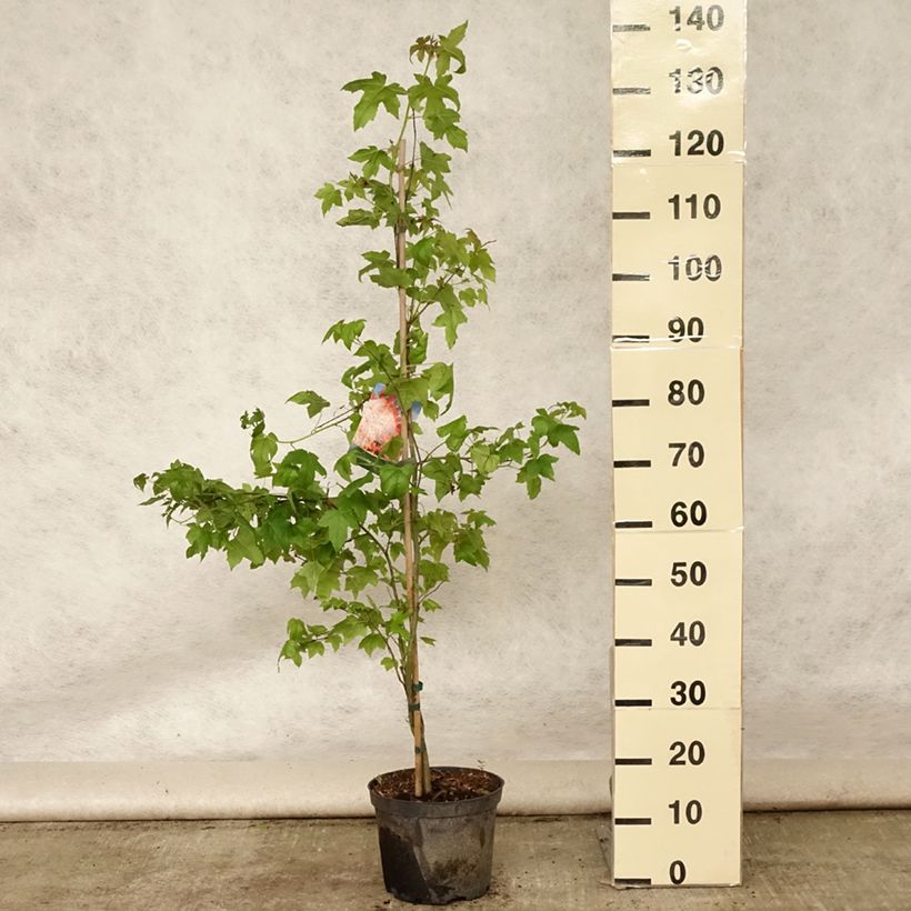 Esemplare di Liquidambar styraciflua - Storace americano Vaso da 3L/4L consegnato in estate