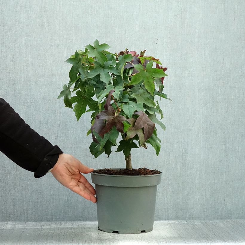 Esemplare di Liquidambar styraciflua Gum Ball - Storace americano Vaso da 4L/5L come consegnato in autunno