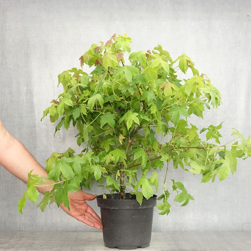 Esemplare di Liquidambar styraciflua Gum Ball - Storace americano Vaso da 4L/5L consegnato in estate