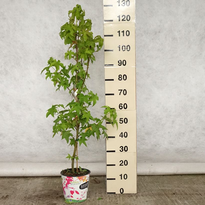 Esemplare di Liquidambar styraciflua Lane Roberts - Storace americano Vaso da 2L/3L consegnato in estate