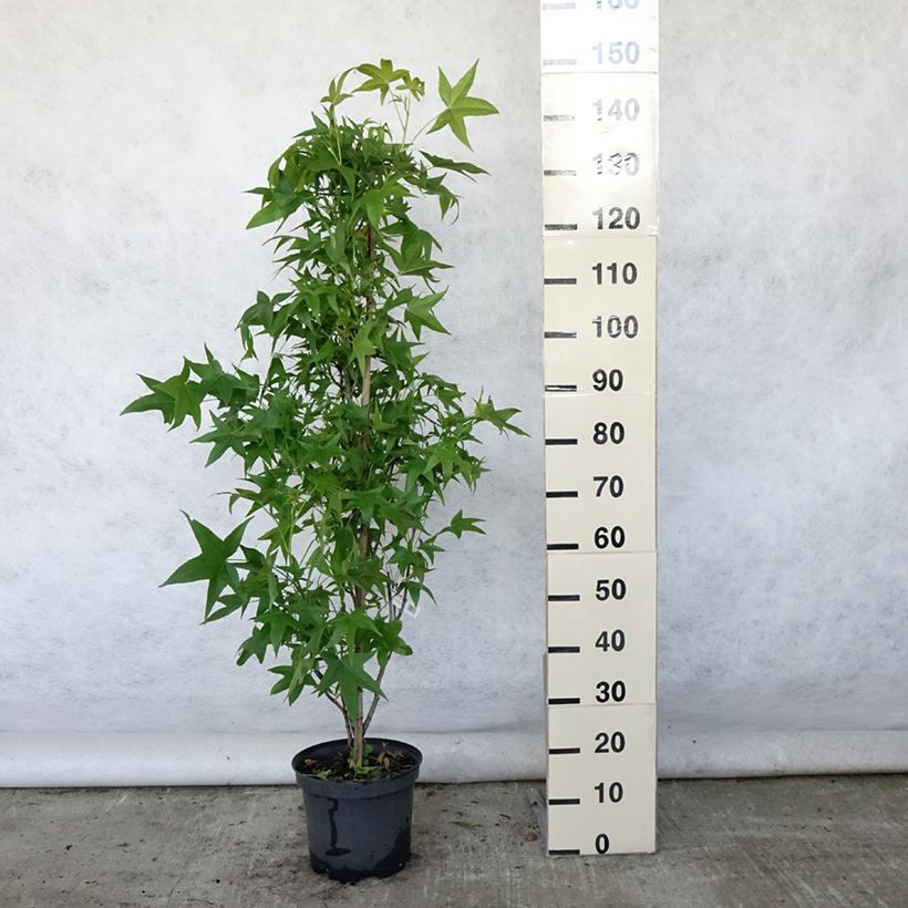 Esemplare di Liquidambar styraciflua Slender Silhouette - Storace americano Vaso da 7,5L/10L consegnato in estate