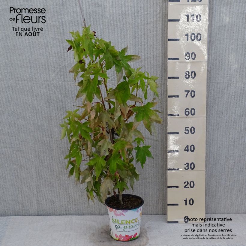 Esemplare di Liquidambar styraciflua Thea - Storace americano Vaso da 4L/5L consegnato in estate