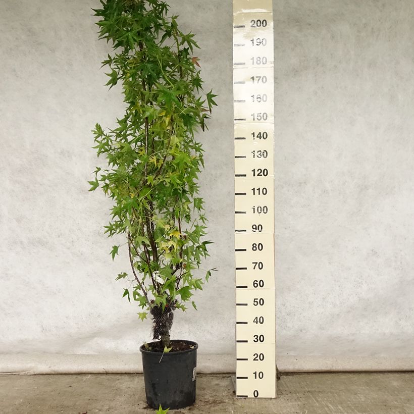 Esemplare di Liquidambar styraciflua Worplesdon - Storace americano Vaso da 7,5L/10L consegnato in estate