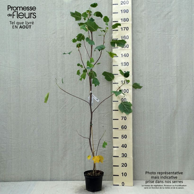 Esemplare di Liriodendron tulipifera Aureomarginatum - Liriodendro Vaso da 3L/4L consegnato in estate