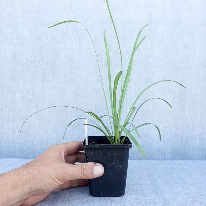 Esemplare di Liriope muscari Big Blue Vasetto da 8/9 cm consegnato in estate