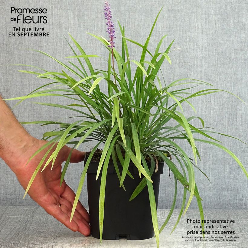 Esemplare di Liriope muscari Vaso da 2L/3L consegnato in estate