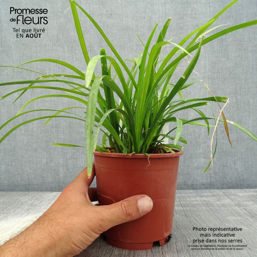 Esemplare di Liriope muscari Evergreen Giant Vaso da 1L/1,5L consegnato in estate