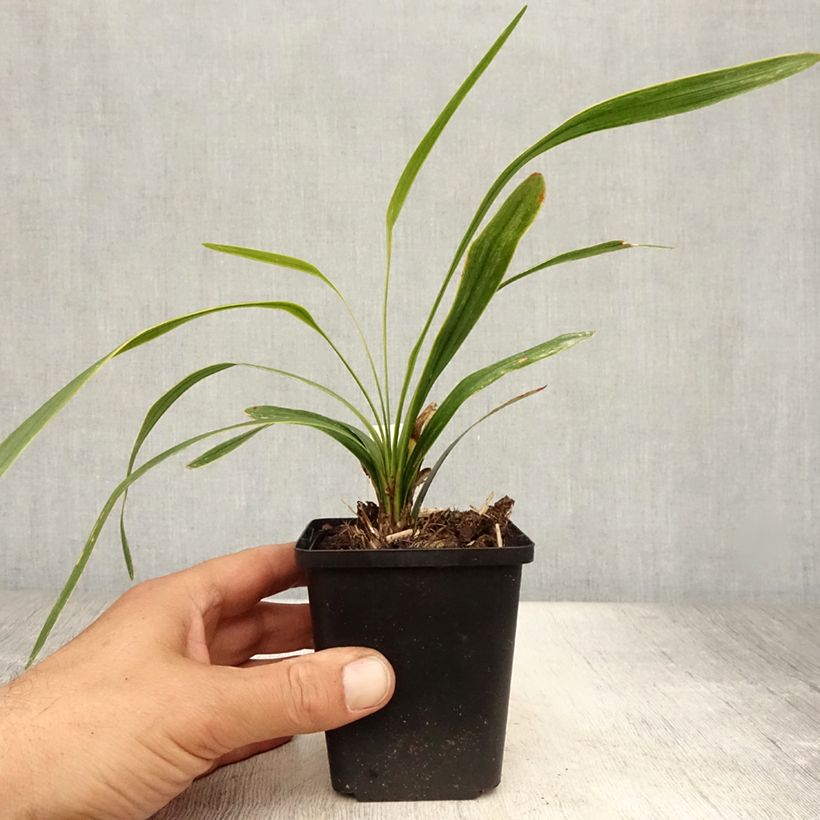 Esemplare di Liriope muscari Gold Banded Vasetto da 8/9 cm consegnato in estate