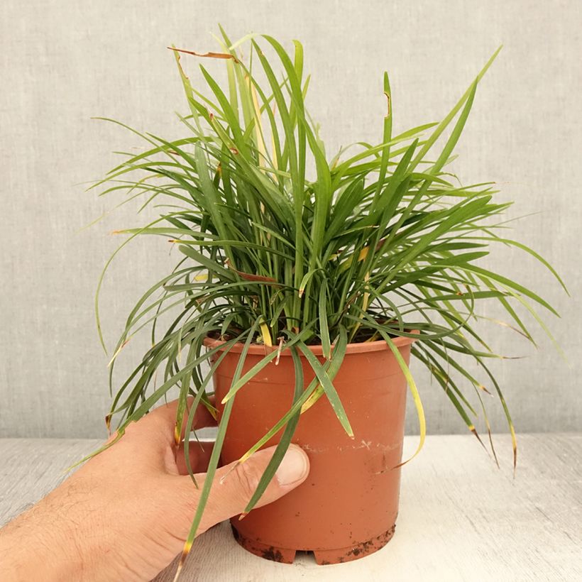 Esemplare di Liriope muscari Ingwersen Vaso da 1L/1,5L consegnato in estate