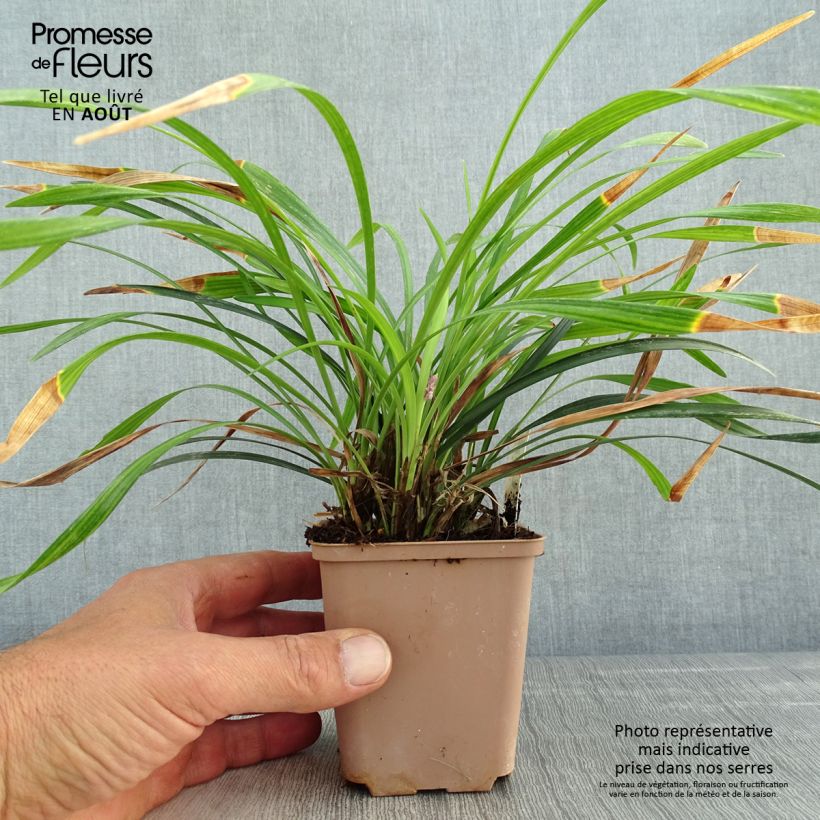 Esemplare di Liriope muscari Lilac Wonder Vasetto da 8/9 cm consegnato in estate