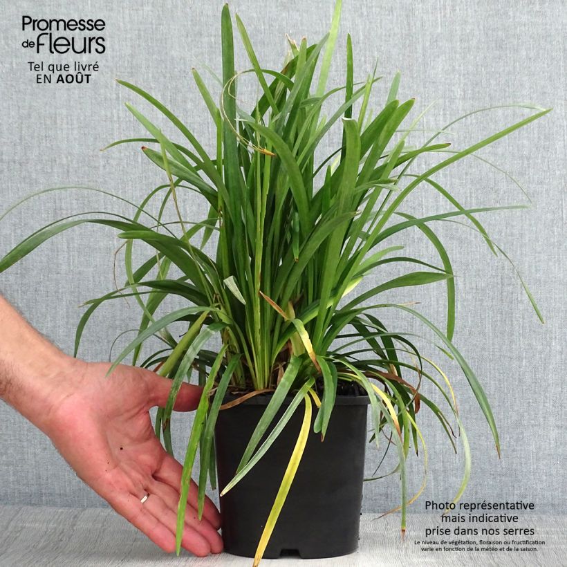 Esemplare di Liriope muscari Monroe White Vaso da 2L/3L consegnato in estate