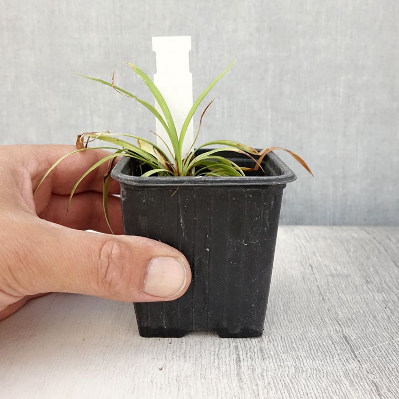 Esemplare di Liriope muscari Okina Vasetto da 8/9 cm consegnato in estate