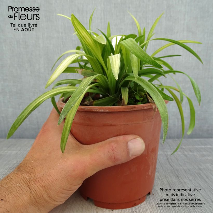 Esemplare di Liriope muscari Royal Purple Vaso da 1L/1,5L consegnato in estate