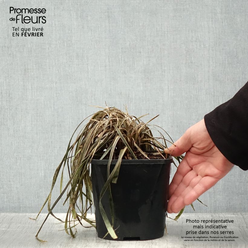 Liriope spicata Silver Dragon Vaso da 2L/3L esemplare consegnato in inverno
