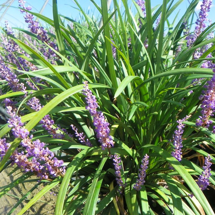 Liriope muscari Super Blue (Porto)
