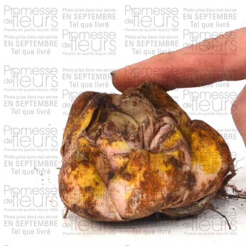 Esempio di esemplare Giglio orientale ibrido Casablanca Bulbo taglia 16/18 come consegnato