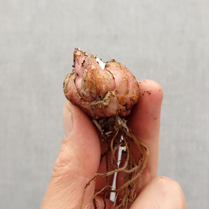 Giglio asiatico Corsage Bulbo taglia 16/18 esemplare consegnato in primavera