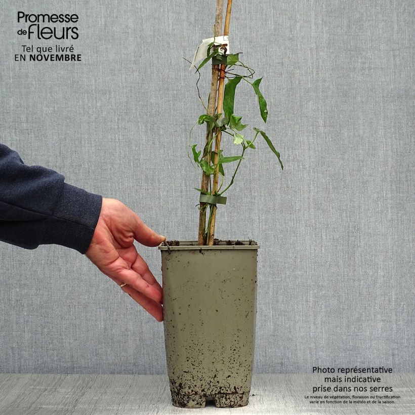 Esemplare di Calystegia hederacea Flore Pleno Vaso da 2L/3L come consegnato in autunno