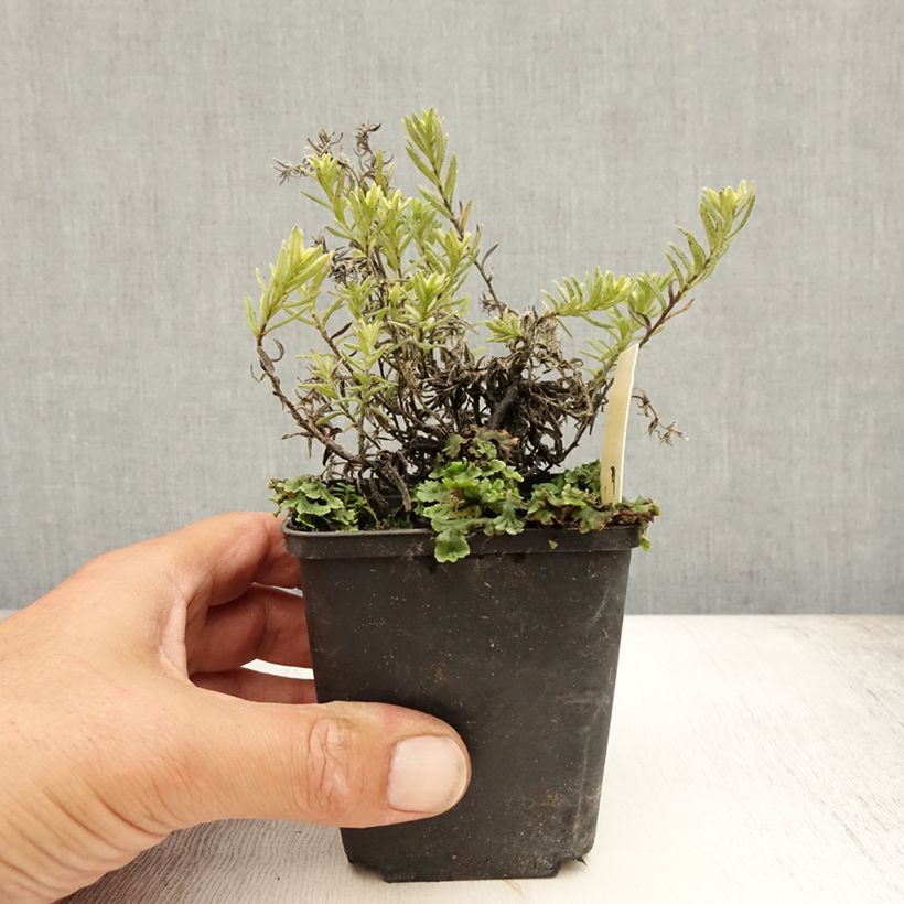 Esemplare di Lithodora diffusa Cambridge Blue Vasetto da 8/9 cm consegnato in estate
