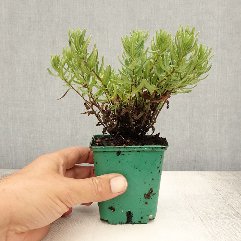 Esemplare di Lithodora diffusa Heavenly Blue Vasetto da 8/9 cm consegnato in estate